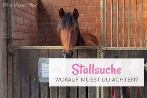 Stallsuche: worauf musst du achten?