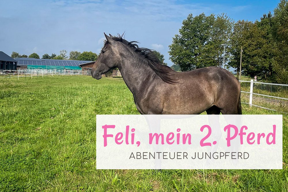 Feli, mein 2. Pferd - Abenteuer Jungpferd