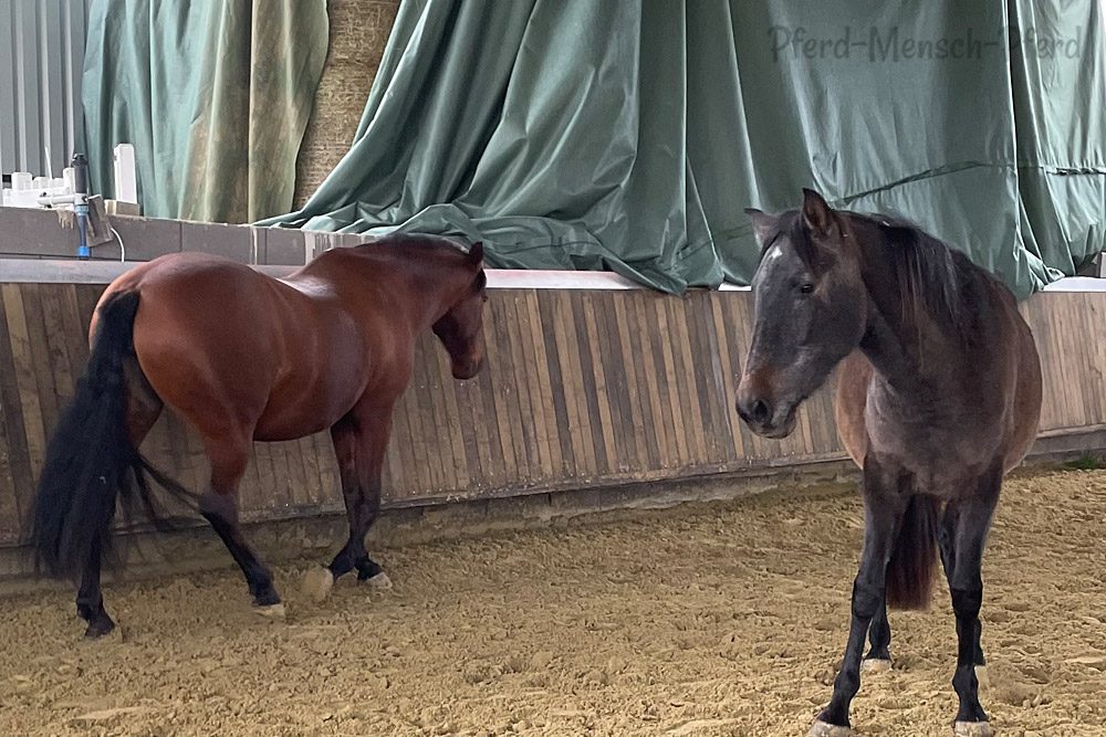 Feli und Dolida beim Freilaufen