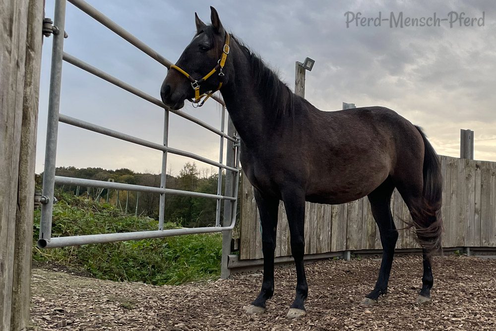 Feli im Round Pen