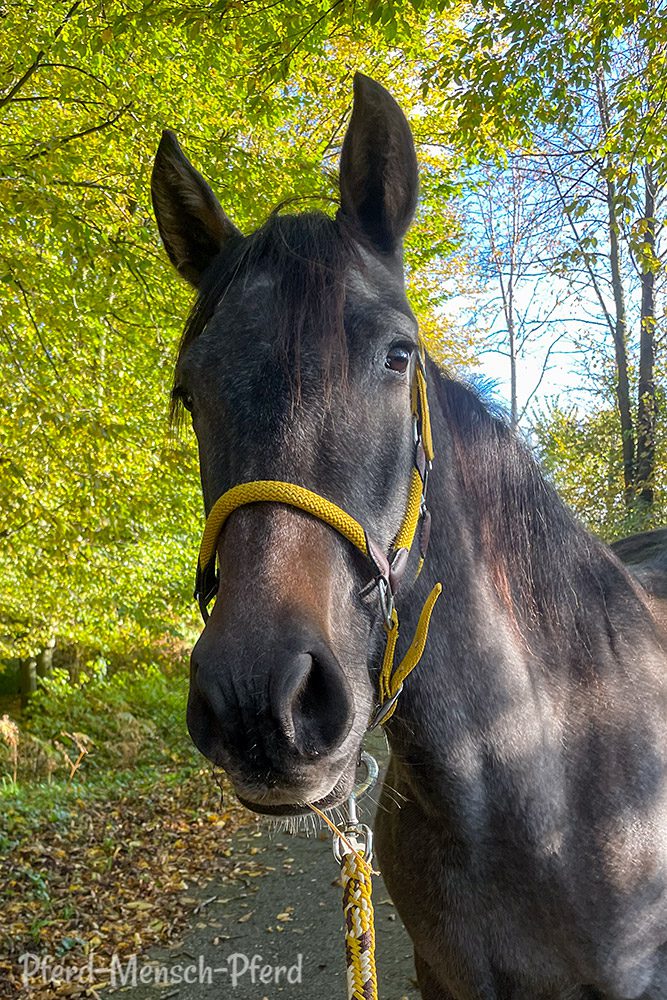 Spazierengehen mit Feli