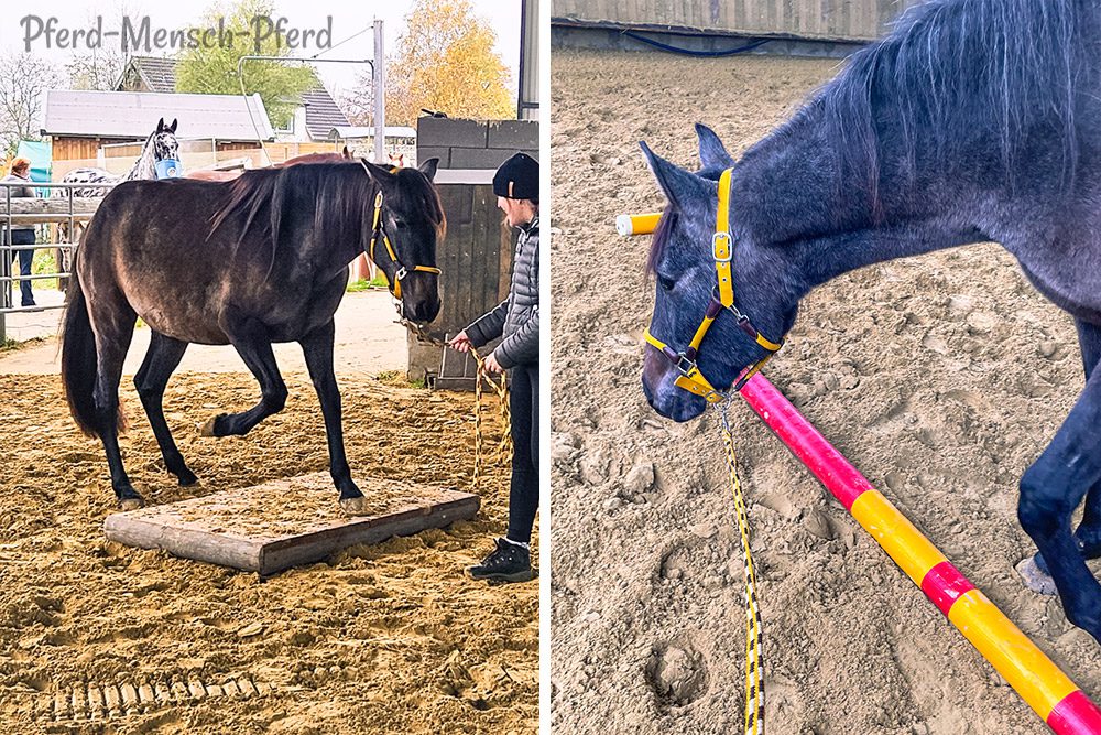 Working Equitation mit Feli im November 2024