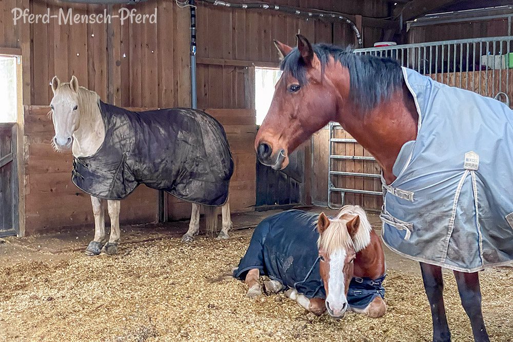 Siesta in der Herde