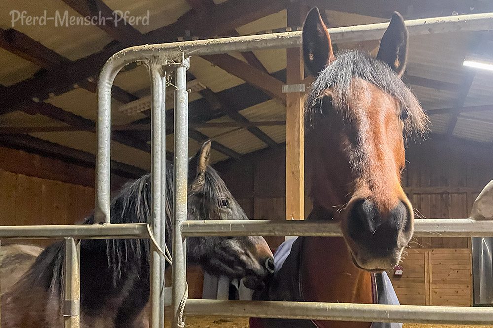 Feli und Dolida im Stall