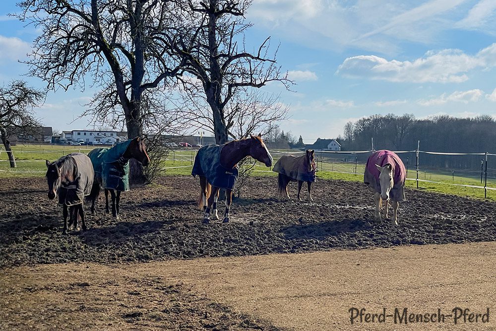 Stutenherde auf dem Paddock - Februar 2025