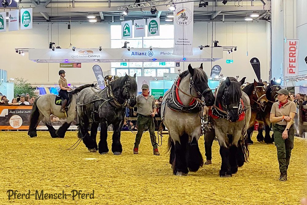 Auf der Equitana 2025 - Rückepferde vom Team Arbeitspferd