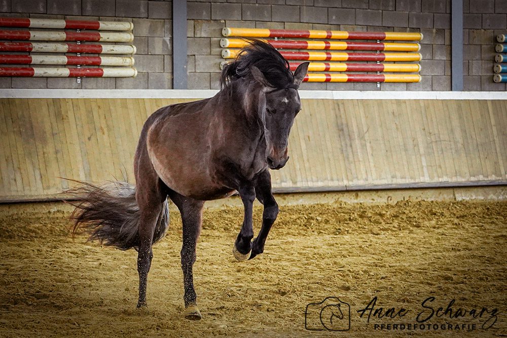 Jungpferd Feli bockt - Pferdefotografie