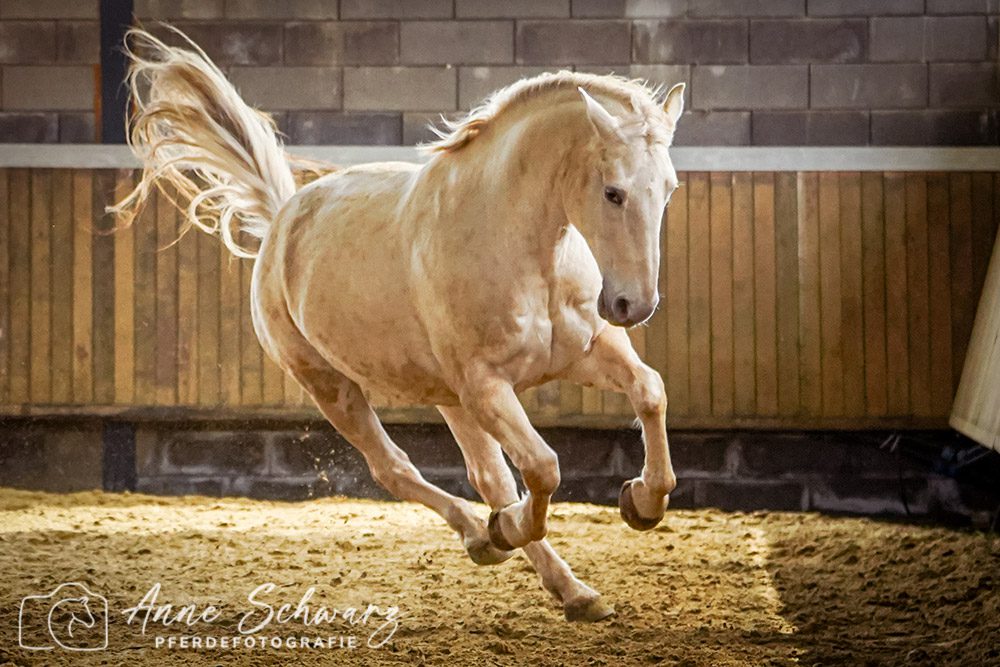 Leya im Galopp - Pferdefotografie