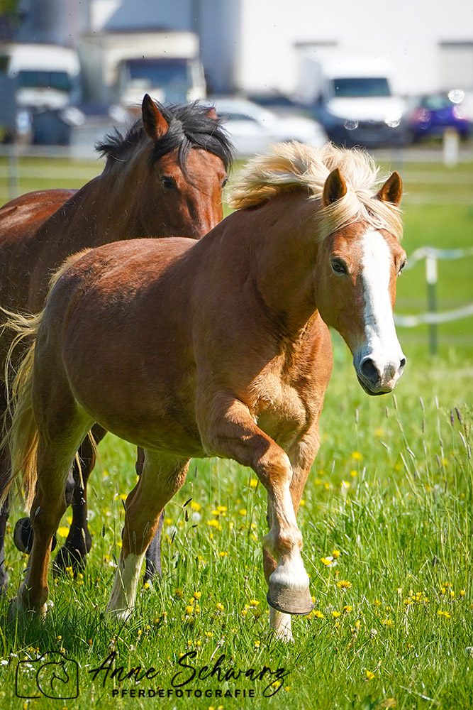 Dolida und Lady auf der Weide