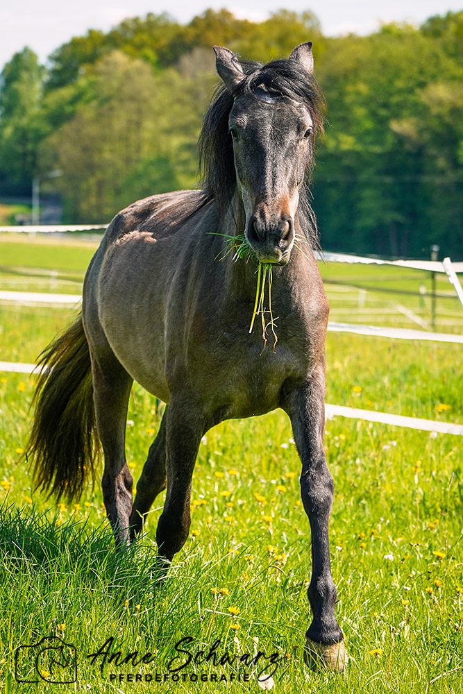Feli auf der Weide