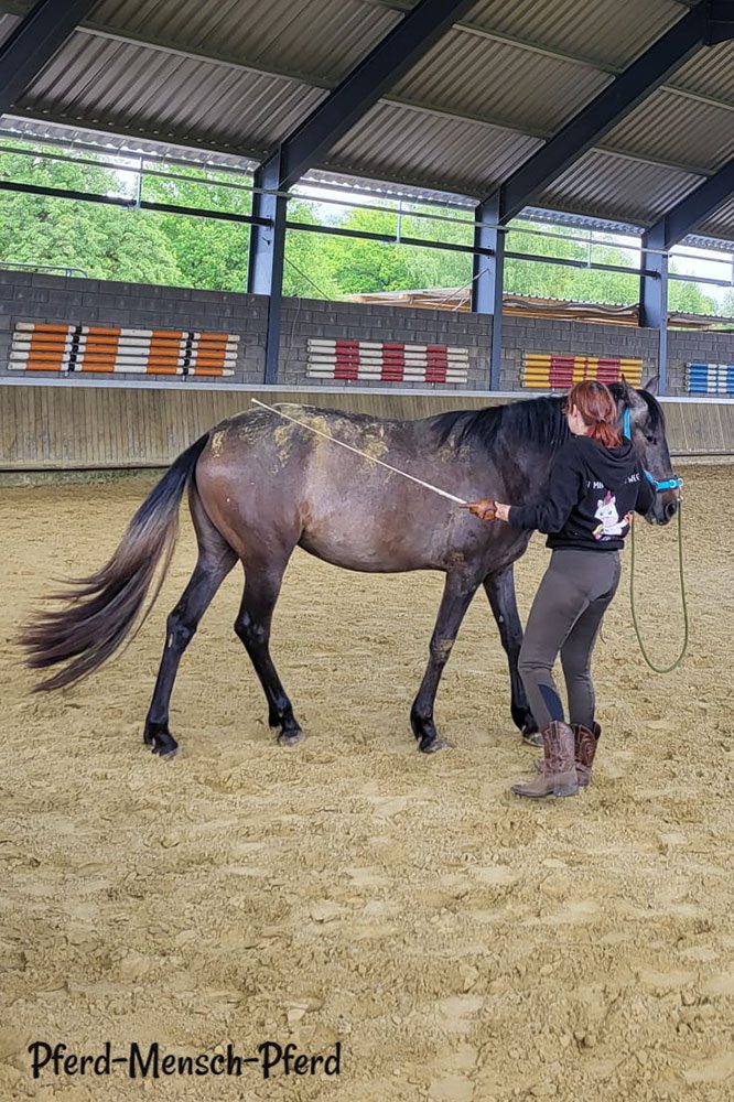 Bodenarbeit mit Feli
