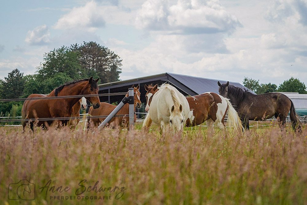 Stutenherde auf der Wiese - Mai 2025 - Pferdefotografie